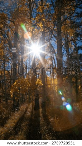 Sunburst through birch trees fall colors