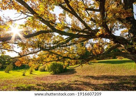 Sunburst through branches of an old tree on a fall afternoon. Arboretum at the Experimental Farm in Ottawa, Ontario, Canada.