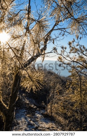 Sunburst through ice coated pine needles above a frosty ridge trail