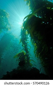 Sunburst Through A Kelp Forest At Catalina Island, California