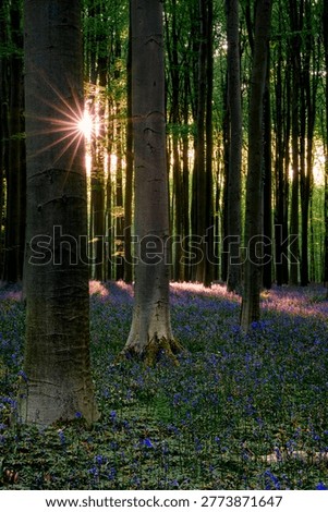 Sunburst through tall beech trunks, shafts of light cutting across bluebell floor, warm glow creating hopeful atmosphere, ideal backdrop