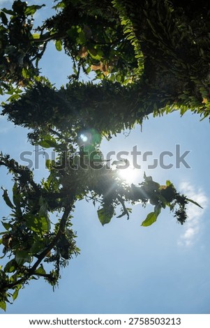 Sunburst through tree branches covered in small green plants