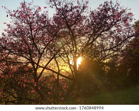 The Suncet behing the trees