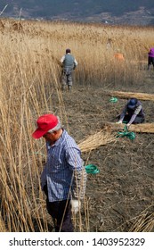  Suncheon, Jeollanam-do / South Korea - March 18 2016: Laborers Cut And Bundle Reeds At The Suncheon Bay Wetland Reserve.