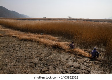  Suncheon, Jeollanam-do / South Korea - March 18 2016: Laborers Cut And Bundle Reeds At The Suncheon Bay Wetland Reserve.