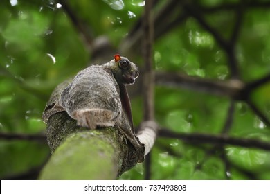 Sunda Flying Lemur