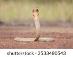 A Sunda King Cobra ( Ophiophagus bungarus), one of the largest venomous snakes adults can generally grow to be around 10 - 13 feet long