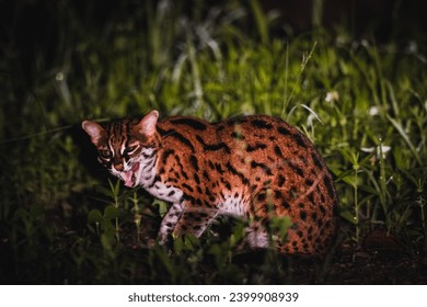 A Sunda Leopard Cat feeding on a frog in Danum Valley 