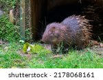 The Sunda porcupine (Hystrix javanica) is a species of rodent in the family Hystricidae. It is endemic to Indonesia. 