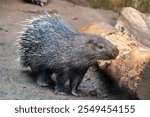 The Sunda porcupine  (Hystrix javanica) is a species of rodent in the family Hystricidae. It is endemic to Indonesia. 