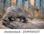 The Sunda porcupine  (Hystrix javanica) is a species of rodent in the family Hystricidae. It is endemic to Indonesia. 