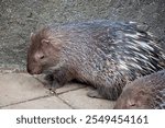 The Sunda porcupine  (Hystrix javanica) is a species of rodent in the family Hystricidae. It is endemic to Indonesia. 