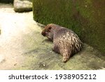 The Sunda porcupine.
Landak Jawa (Hystrix javanica) is a species of rodent in the family Hystricidae. It is endemic to Indonesia