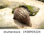 The Sunda porcupine.
Landak Jawa (Hystrix javanica) is a species of rodent in the family Hystricidae. It is endemic to Indonesia
