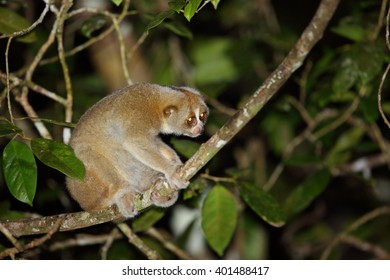 Sunda Slow Loris (Nycticebus Coucang) In Thailand