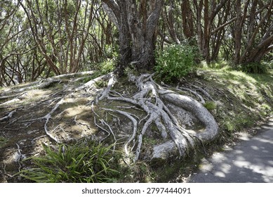 sun-dappled exposed shallow tree root system spread horizontally breaking the surface as they grow in diameter (landscape)