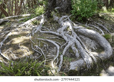 sun-dappled exposed shallow tree root system spread horizontally breaking the surface as they grow in diameter (close-up, landscape)