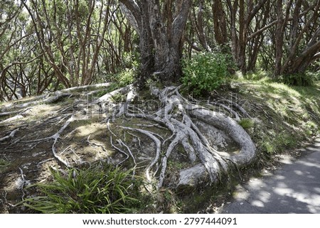 sun-dappled exposed shallow tree root system spread horizontally breaking the surface as they grow in diameter (landscape)