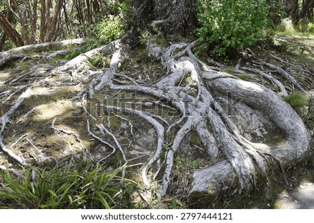 sun-dappled exposed shallow tree root system spread horizontally breaking the surface as they grow in diameter (close-up, landscape)