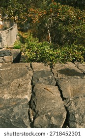 Sundappled path scene, Sunlit rustic park pathway images