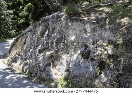 sun-dappled tangle of exposed tree roots in sandy soil bank-face beside paved path (landscape)