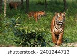 The Sundarbans National Park in West Bengal, India, is a UNESCO World Heritage Site known for its unique mangrove ecosystem and Bengal tigers. It