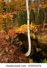 Sunday River Area Maine Woods,creek