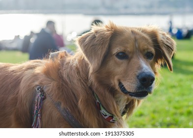 犬 の画像 写真素材 ベクター画像 Shutterstock