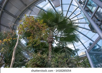 Sunderland - Great Britain / April 13, 2019 : View Up Of Roof In A Winter Garden Hot Glass House With Tropical Plants