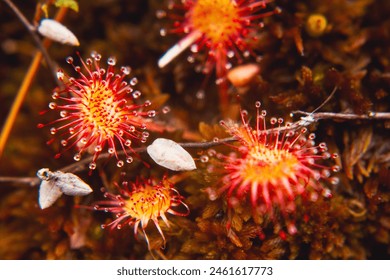 sundew, carnivorous plant, close-up view from above, wild nature - Powered by Shutterstock