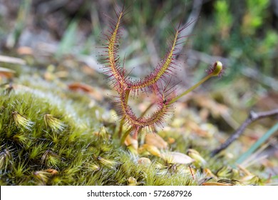 Drosera Binata Carnivorous Plant