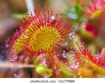 Sundew (Drosera rotundifolia) lives on swamps and it fishes - Powered by Shutterstock