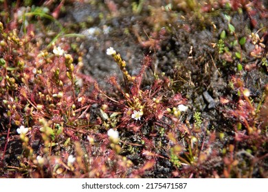 Sundew Plant In Raised Bog