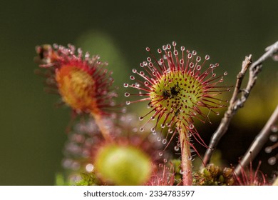 The sundew is a small wild carnivorous plant that grows in swamps and feeds on small insects that stick to the sticky hairs of the plant.