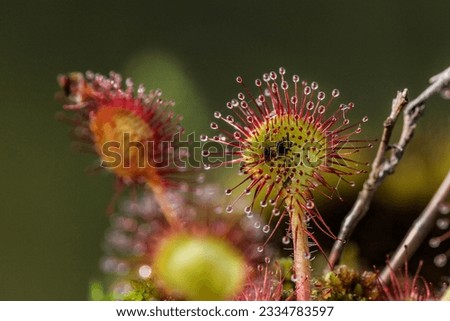 The sundew is a small wild carnivorous plant that grows in swamps and feeds on small insects that stick to the sticky hairs of the plant.