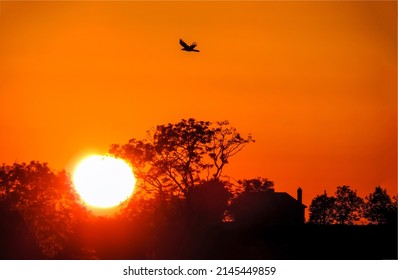 Sundown scene. A bird in the sky against the background of sunset. Sundown at orange sunset. Bird flight in sunset sky