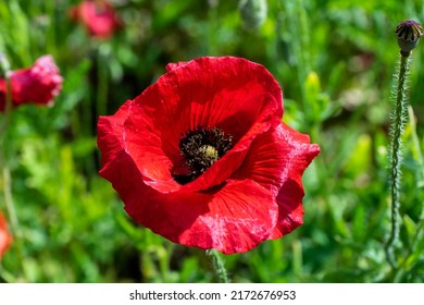 A sun-drenched field with blooming red poppies.  Beautiful fields of red poppy. Red poppies in the sun. Red poppies in the grass. Out of focus. Selective focus.
