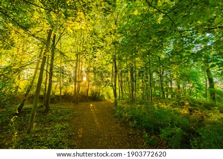 Sun-drenched forest in May, Germany