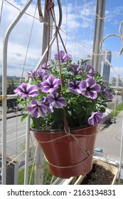 A sun-drenched lilac petunia with white stripes on the petals blooms in a hanging planter on an open balcony against the backdrop of a busy city street with high-rise buildings