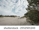 Sun-drenched sand dunes rise gracefully against a backdrop of distant forest. Golden light bathes the rippling sandy slopes while pine trees create a dark green horizon line in the hazy distance.