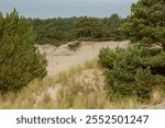 Sun-drenched sand dunes rise gracefully against a backdrop of distant forest. Golden light bathes the rippling sandy slopes while pine trees create a dark green horizon line in the hazy distance.