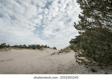 Sun-drenched sand dunes rise gracefully against a backdrop of distant forest. Golden light bathes the rippling sandy slopes while pine trees create a dark green horizon line in the hazy distance. - Powered by Shutterstock