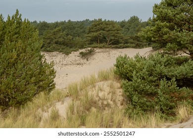 Sun-drenched sand dunes rise gracefully against a backdrop of distant forest. Golden light bathes the rippling sandy slopes while pine trees create a dark green horizon line in the hazy distance. - Powered by Shutterstock