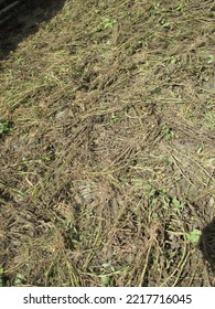 Sun-dried Peanut Tree For Cow Food