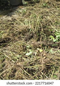 Sun-dried Peanut Tree For Cow Food