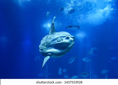 mola mola coupon
