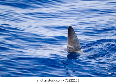 Sunfish Fin Coming Out Water As A Shark Metaphor Blue Sea