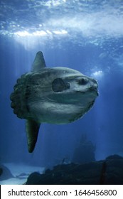 Sunfish, Mola Mola, Adult  Underwater View 