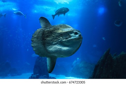 マンボウ の写真素材 画像 写真 Shutterstock