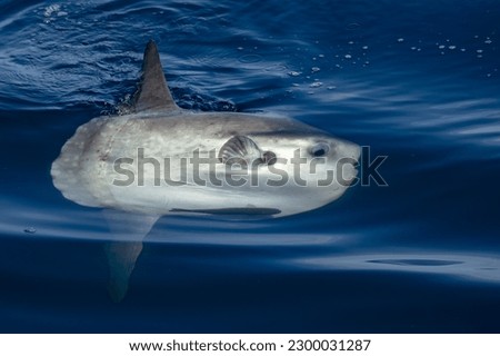 Similar – Image, Stock Photo Sunfish swimming in blue water with small fish above